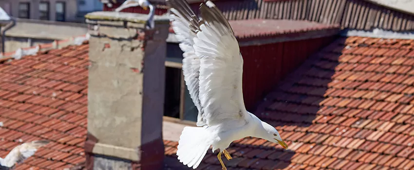 Residential Chimney Animal Removal Solution in Palm Desert, CA
